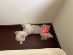 -翊宠yipet猫狗购宠庄园犬舍•猫舍