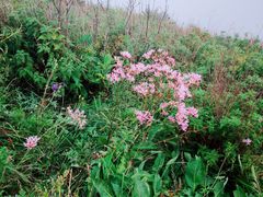 -白草畔自然风景区
