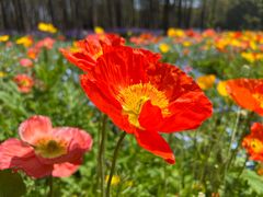 -上海共青森林公园