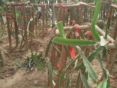 -万源龙顺度假庄园生态观光园