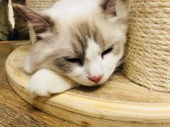 -酷豆宠物咖啡·宠物美食·撸猫馆