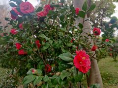 -深圳国际园林花卉博览园