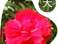 -陈家山荷花公园