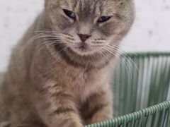 -喵园·猫主题咖啡厅·撸猫·猫咖(国贸店)