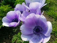 -上海鲜花港