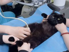 -纳吉亚猫专科动物诊疗中心(蒋宅口分院)