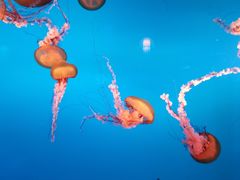 -太平洋海底世界