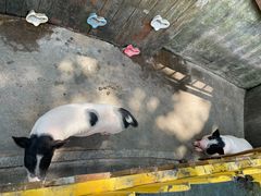 -上海崇明金茂凯悦酒店