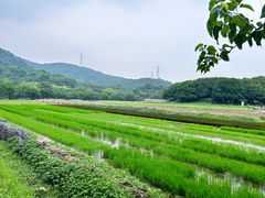 -八卦田遗址公园