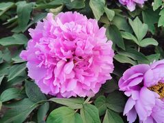 -莲花池公园