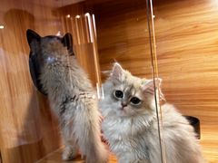 -猫十亿·布偶金渐层·曼基康矮脚猫舍(青年路店)