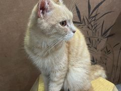 -楼上猫咖(罗湖店)