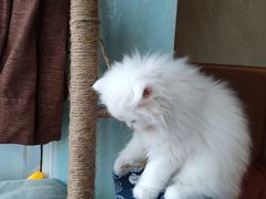 -欣宠猫屋·矮脚拿破仑·蓝金金渐层