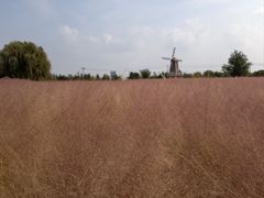 -羊亭河湿地公园