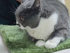 -宠颐生猫科·内科皮肤科(西平世纪城店)