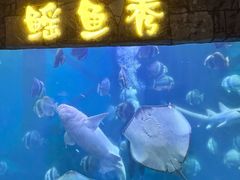 -合肥海洋世界
