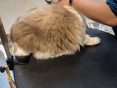 -奈斯宠物医院·核磁CT·异宠专科·内镜(中南店)