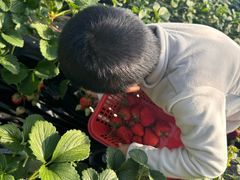 -大自然农场蔬菜草莓采摘园