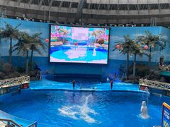 -海合安成都极地海洋公园