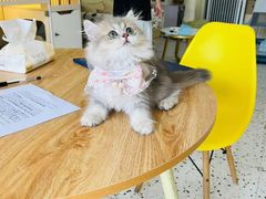 -柚子猫舍·精品猫舍购猫·猫咪认养·购宠·宠物店
