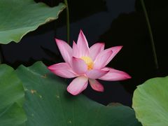 -荷塘月色湿地公园·向阳花洲