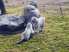 -西安秦岭野生动物园