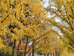 -三里屯东五街银杏大道
