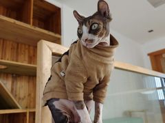 -猫在这儿猫咪咖啡馆·撸猫馆