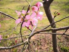 -天适樱花悠乐园