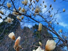 -北京西山国家森林公园