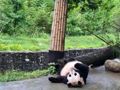 -都江堰中华大熊猫苑