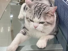 -lincat·猫舍(广州店)