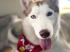 -Husky Go! 哈士奇体验馆·宠物咖啡厅狗咖
