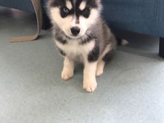 -瑞鹏宠物医院·爱宠堂·骨外专科(西荷分院)