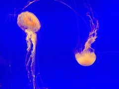 -上海海洋水族馆