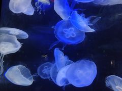 -泉城欧乐堡海洋极地世界