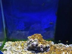 -沙沙哗啦海洋馆(华宇百花谷店)
