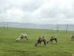 -阿法柯柴火鸡羊肉面片馆