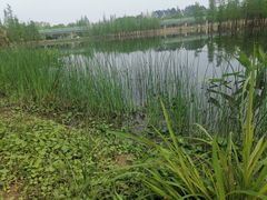 -白鹭湾湿地公园