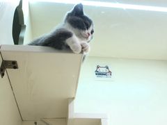-十年猫舍·猫咪专门店(普陀店)