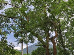 -广州市流溪河国家森林公园