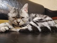 -猫友咖啡店(玉林西路店)