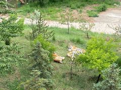 -青藏高原野生动物园