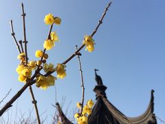 -香雪海
