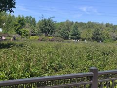 -黑龙江省森林植物园