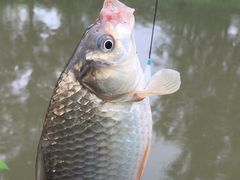 -洨河生态公园