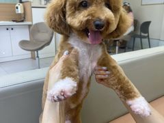 -达爱动物医院·犬猫分区·CT·复杂眼科(远洋山水分院)