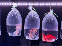 -中环花鸟鱼虫市场