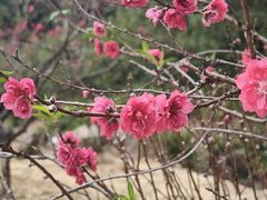 -南国桃园旅游度假区