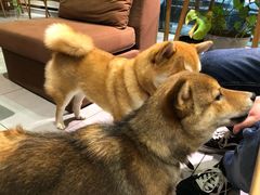 -柴务处·柴犬主题狗咖